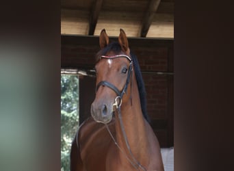 Bavarian Warmblood, Mare, 5 years, 16,2 hh