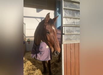 Bavarian Warmblood, Mare, 5 years, 16,2 hh