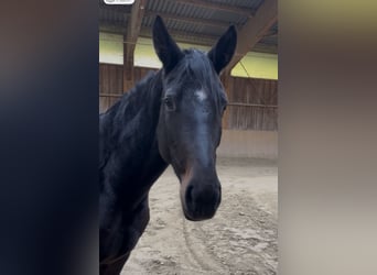 Bavarian Warmblood, Mare, 5 years, 16.2 hh, Smoky-Black