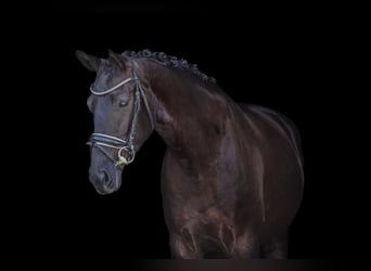 Bavarian Warmblood, Mare, 5 years, 16 hh, Black