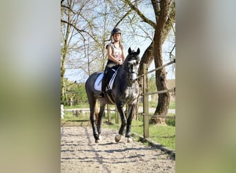 Bavarian Warmblood, Mare, 5 years, 16 hh, Can be white