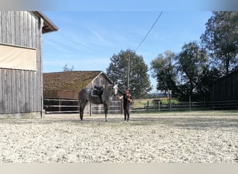 Bavarian Warmblood, Mare, 5 years, 16 hh, Can be white