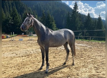 Bavarian Warmblood, Mare, 5 years, 16 hh, Gray