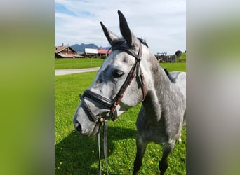 Bavarian Warmblood, Mare, 5 years, 16 hh, Gray