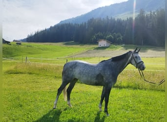 Bavarian Warmblood, Mare, 5 years, 16 hh, Gray