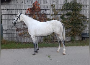 Bavarian Warmblood, Mare, 5 years, 16 hh, Grey