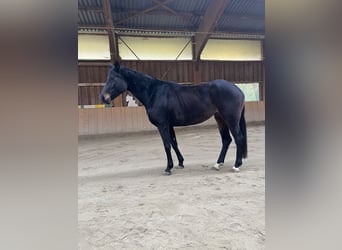 Bavarian Warmblood, Mare, 5 years, 16 hh, Smoky-Black