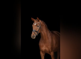 Bavarian Warmblood, Mare, 5 years, 16,1 hh, Chestnut