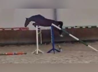 Bavarian Warmblood, Mare, 5 years, 16,2 hh, Brown