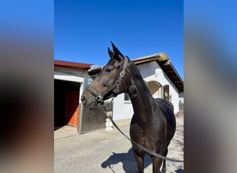 Bavarian Warmblood, Mare, 5 years, 17 hh, Bay-Dark