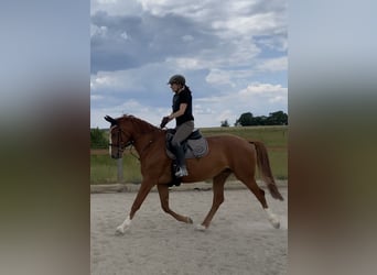 Bavarian Warmblood, Mare, 6 years, 15.2 hh, Chestnut-Red