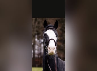 Bavarian Warmblood, Mare, 6 years, 16 hh, Black