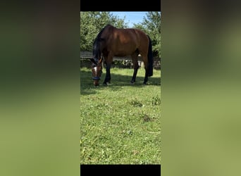 Bavarian Warmblood, Mare, 6 years, 16 hh, Brown