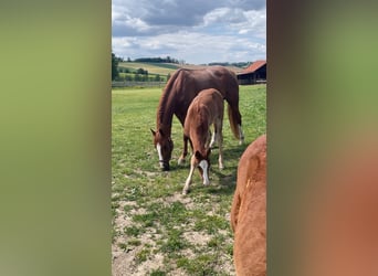 Bavarian Warmblood, Mare, 6 years, 16 hh, Chestnut-Red