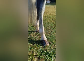 Bavarian Warmblood, Mare, 6 years, 16 hh, Gray