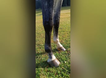 Bavarian Warmblood, Mare, 6 years, 16 hh, Gray