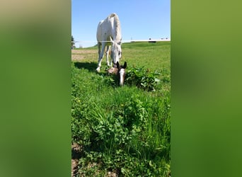 Bavarian Warmblood, Mare, 6 years, 16 hh, Gray