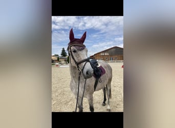 Bavarian Warmblood, Mare, 6 years, 16 hh, Gray