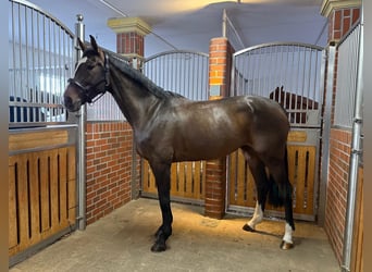 Bavarian Warmblood, Mare, 6 years, 16,1 hh, Bay-Dark