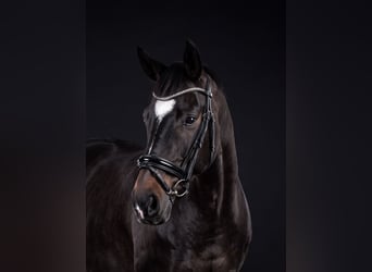 Bavarian Warmblood, Mare, 6 years, 17 hh, Bay-Dark