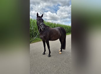 Bavarian Warmblood, Mare, 7 years, 16 hh, Black