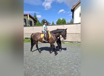 Bavarian Warmblood Mix, Mare, 7 years, 16 hh