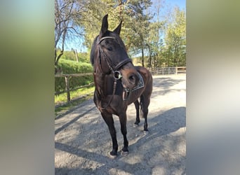 Bavarian Warmblood Mix, Mare, 7 years, 16 hh