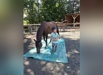 Bavarian Warmblood Mix, Mare, 7 years, 16 hh