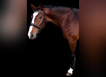 Bavarian Warmblood, Mare, 7 years, 16,1 hh, Brown