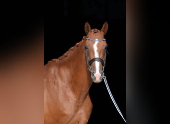 Bavarian Warmblood, Mare, 7 years, 17,3 hh, Chestnut-Red