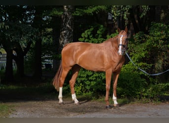 Bavarian Warmblood, Mare, 7 years, 17,3 hh, Chestnut-Red