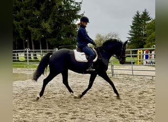 Bavarian Warmblood, Mare, 8 years, 15.2 hh, Black Bavarian Warmblood, Mare, 8 years, 15.2 hh, Black