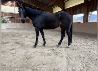 Bavarian Warmblood, Mare, 8 years, 15.3 hh, Brown