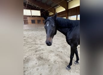 Bavarian Warmblood, Mare, 8 years, 15.3 hh, Brown