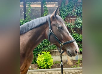 Bavarian Warmblood, Mare, 8 years, 16.1 hh, Brown