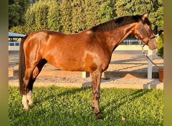 Bavarian Warmblood, Mare, 8 years, 16,1 hh, Brown