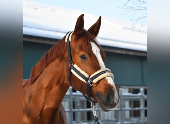 Bavarian Warmblood, Mare, 8 years, 16,1 hh, Chestnut-Red