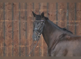 Bavarian Warmblood, Mare, 8 years, 16.1 hh, Smoky-Black