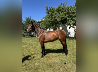 Bavarian Warmblood, Mare, 8 years, 16 hh, Brown