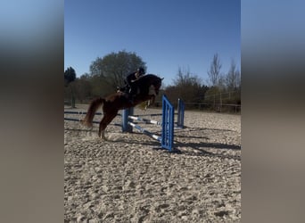 Bavarian Warmblood, Mare, 9 years, 15.3 hh, Chestnut-Red