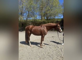 Bavarian Warmblood, Mare, 9 years, 15.3 hh, Chestnut-Red