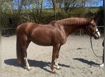 Bavarian Warmblood, Mare, 9 years, 15.3 hh, Chestnut-Red