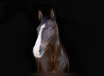 Bavarian Warmblood, Mare, 9 years, 16,1 hh, Bay-Dark