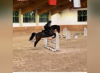 Bavarian Warmblood, Mare, 9 years, 16,1 hh, Bay-Dark