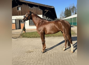 Bavarian Warmblood, Mare, 9 years, 16.1 hh, Chestnut-Red