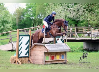 Bavarian Warmblood, Mare, 9 years, 16.1 hh, Chestnut-Red
