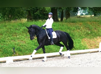 Bavarian Warmblood, Mare, 9 years, 16.3 hh, Black