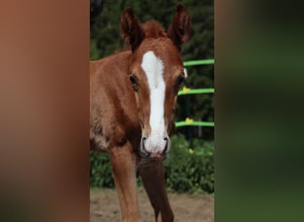 Bavarian Warmblood, Mare, Foal (05/2025), 16.2 hh, Chestnut