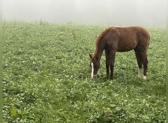 Bavarian Warmblood, Mare, Foal (05/2025), 16,2 hh, Chestnut