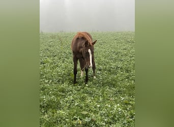 Bavarian Warmblood, Mare, Foal (05/2025), 16,2 hh, Chestnut
